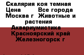 Скалярия коя темная › Цена ­ 50 - Все города, Москва г. Животные и растения » Аквариумистика   . Красноярский край,Железногорск г.